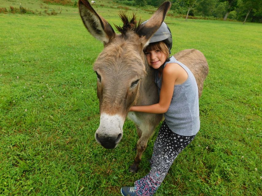 Kid hugging a donkey