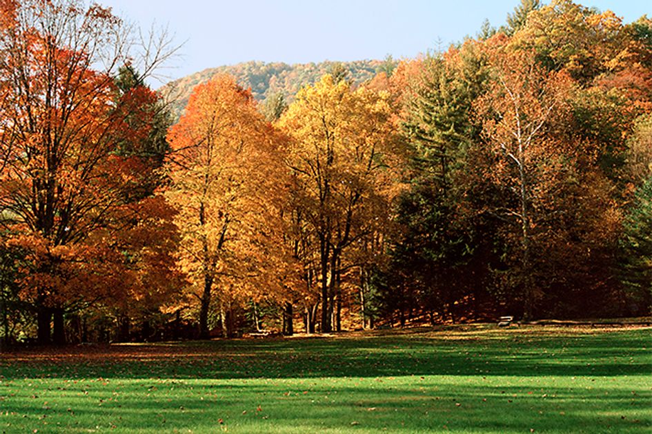 WV Woods Fall: Challenges, opportunities ahead for West Virginia
